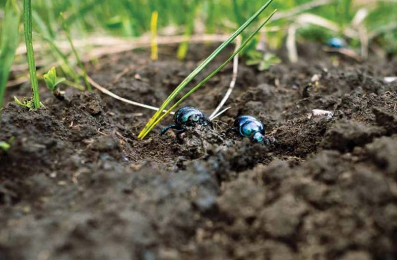 Conservation of an endophytic insectpathogen fungus for plant