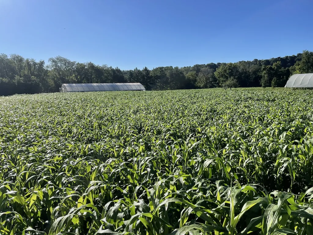 Three Springs Farm – Field A greenhouse on the far side of a farm field.