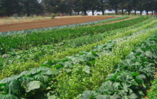 Photo of healthy row crops on a farm