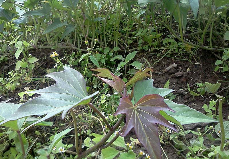 Photo of sweet potato plant