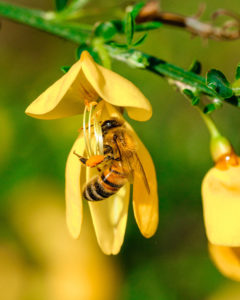 bee-pollinating
