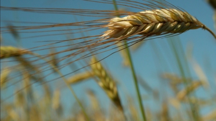 Photo of a grain of wheat in a wheat field