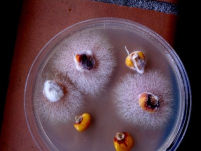 Research Explores Biological Control Against Fusarium ...