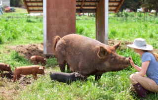 Photo of April Jones tending pigs on April Joy Farm