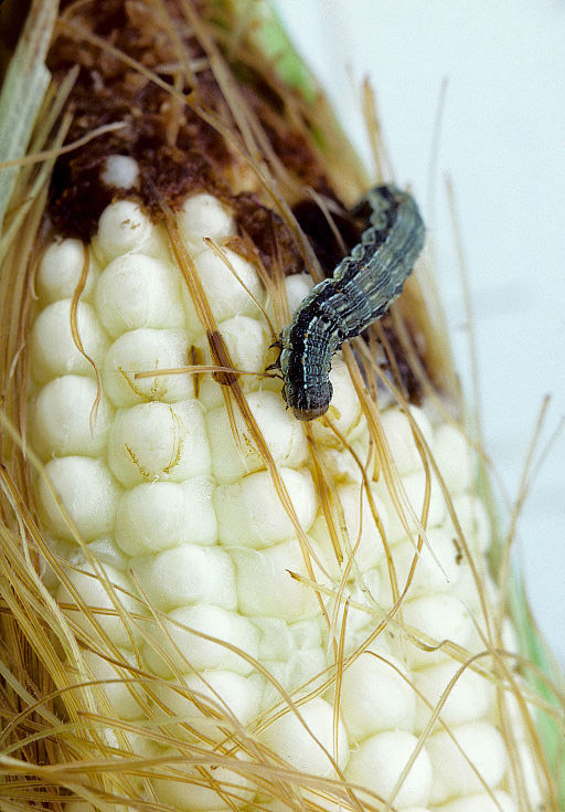 Photo of Helicoverpa zea (corn earworm) caterpillar