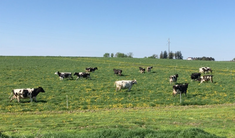 Photo of cows in a field at Beyercrest Farms