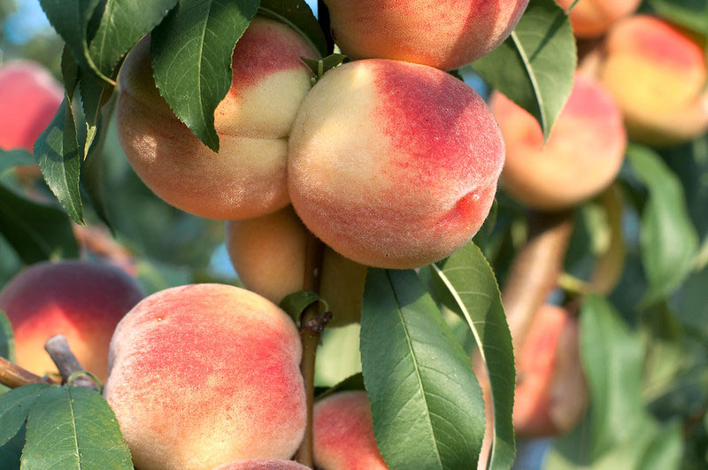 A New Approach for Successful Organic Peach Production in the Southeast -  Organic Farming Research Foundation
