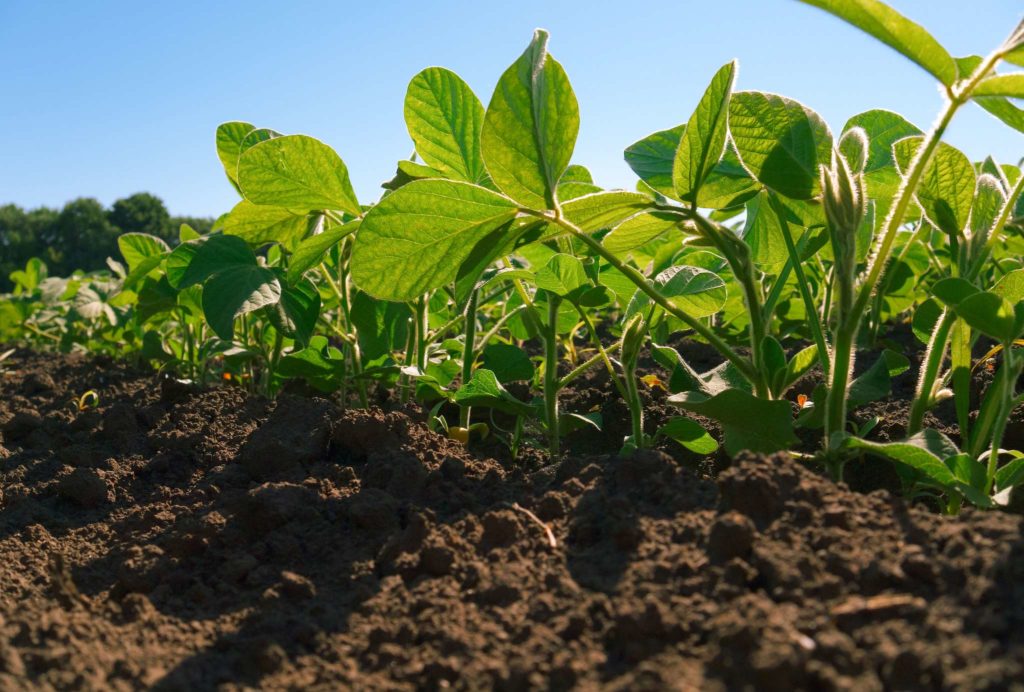 Photo of Soybean plantation rows view from the soil