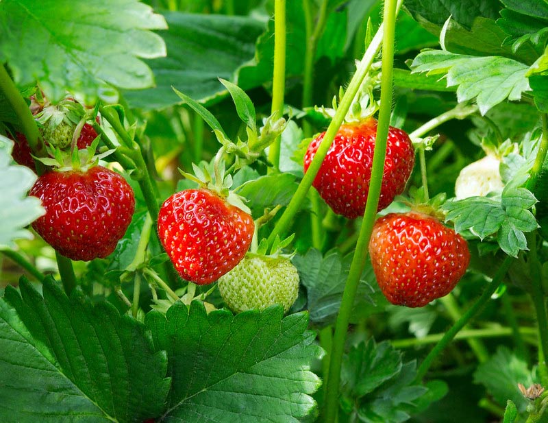 Photo of strawberries on the vine