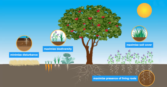 graphic showing four NRCS principles