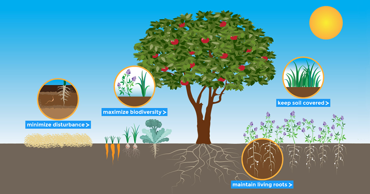 Healthy Soils Increase Resilience - Organic Farming Research Foundation