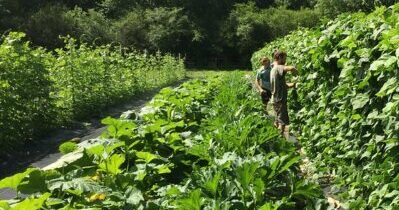 farmers working on crops