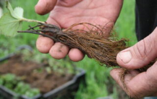 hands holding strawberry plant roots