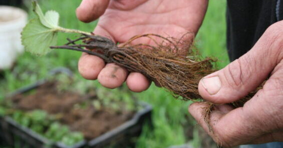 hands holding strawberry plant roots