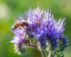 Bee on flower