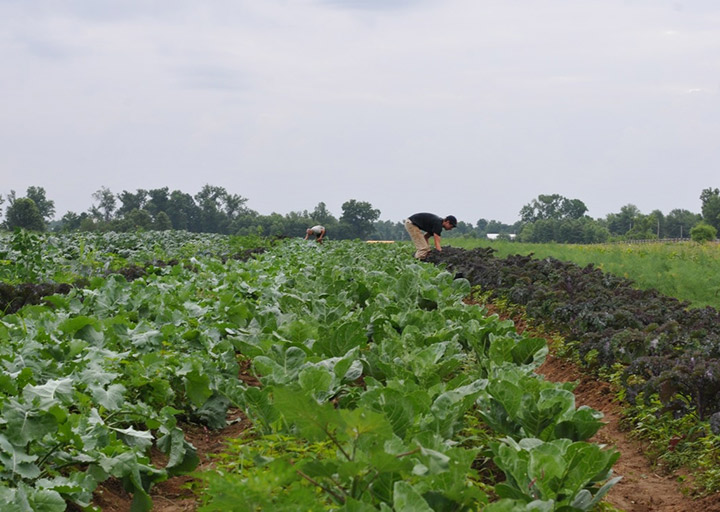 Photo of workers in the field at Barr Farms
