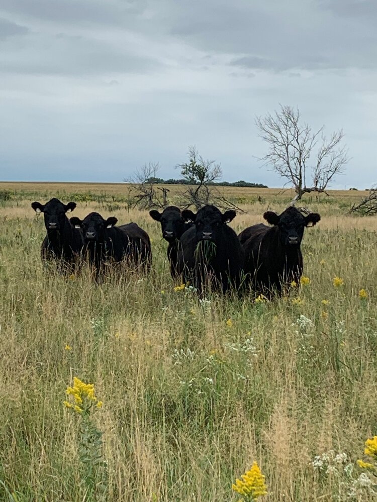 livestock on A-Frame Farm