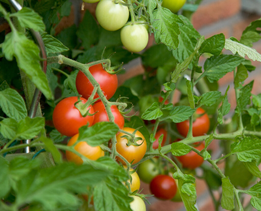tomatoes on a bush