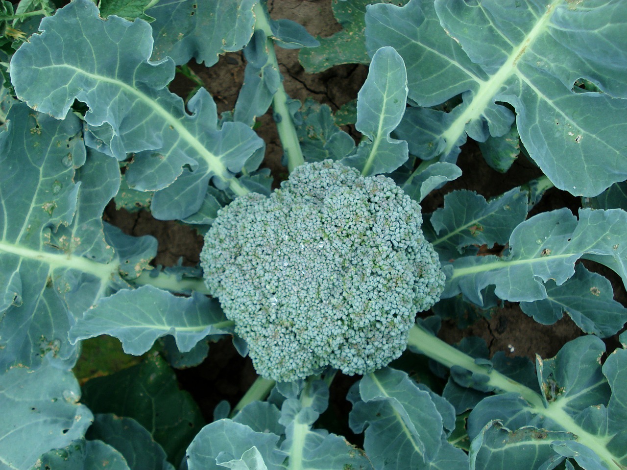 photo of broccoli growing