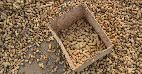 harvested peanuts