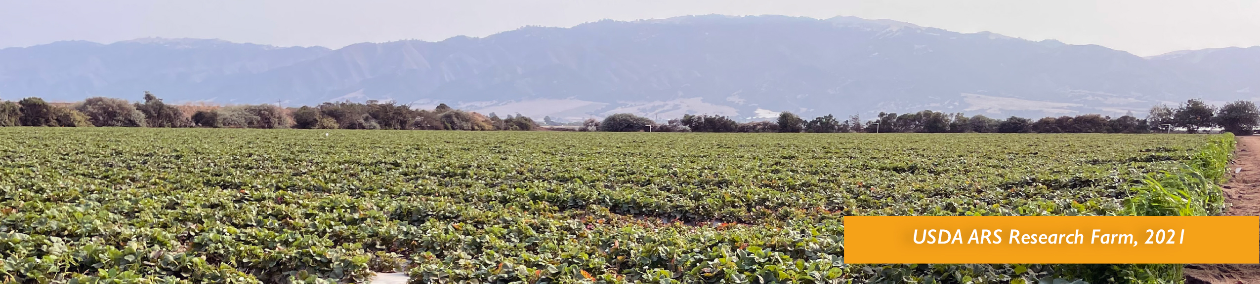 ARS Salinas Organic Field