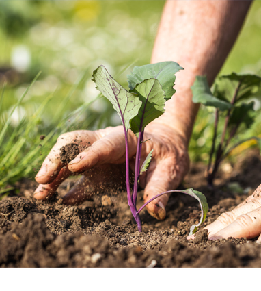 Farmer Hands in Dirt, Transplanting Cabbage