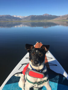 Sheila's dog Scruggs on the water