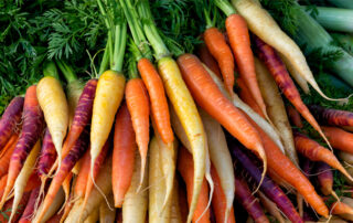 Multi-colored carrots in bunches
