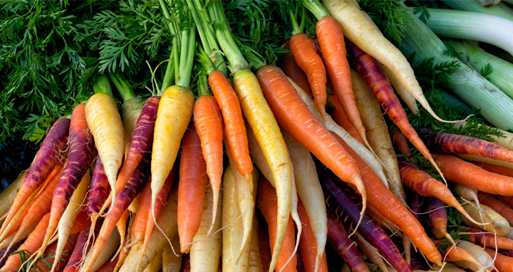 Multi-colored carrots in bunches