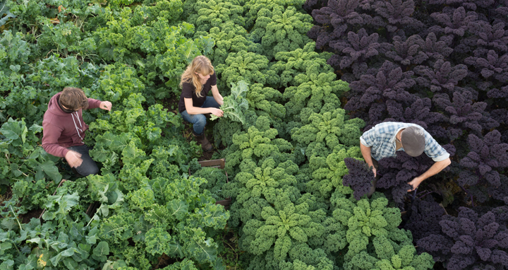 Researcher-farmers in a kale field