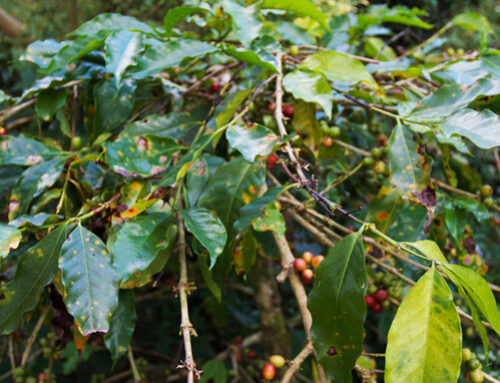 OFRF Awards 2021/22 Grant to Research Organic Farming System Options Addressing Coffee Leaf Rust