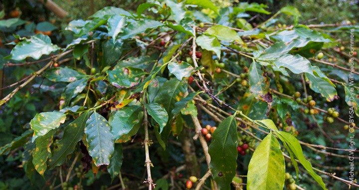 Coffee Leaf Rust Defoliation