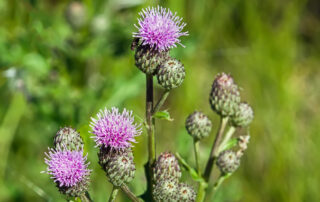 Upclose photo of flowering Canada thistle week