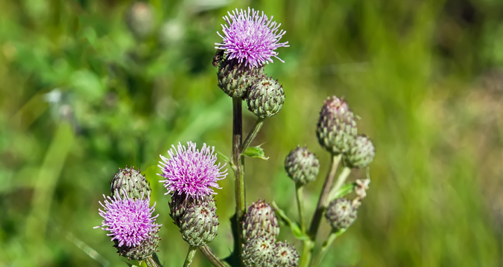 Upclose photo of flowering Canada thistle week