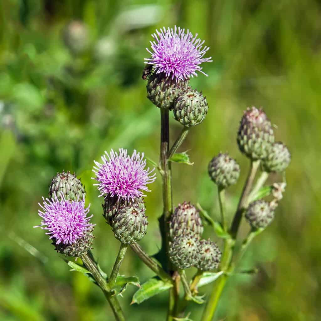 Weed Management for Canada Thistle Organic Farming Research Foundation