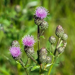 Cropped photo of flowering Canada thistle weed