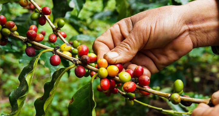 Coffee Bean Producer's Hand