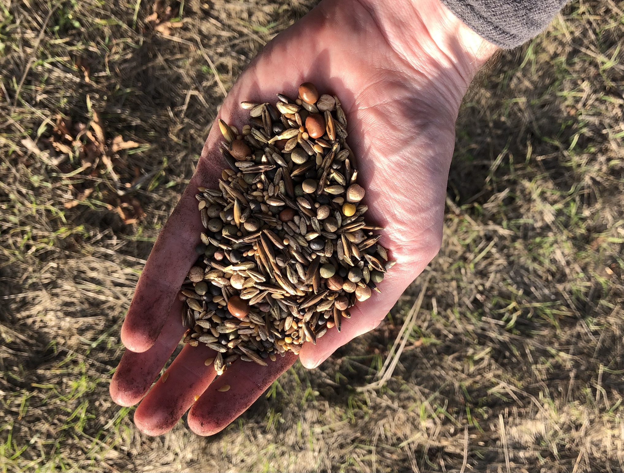 Hand holding 12 species of seed mix