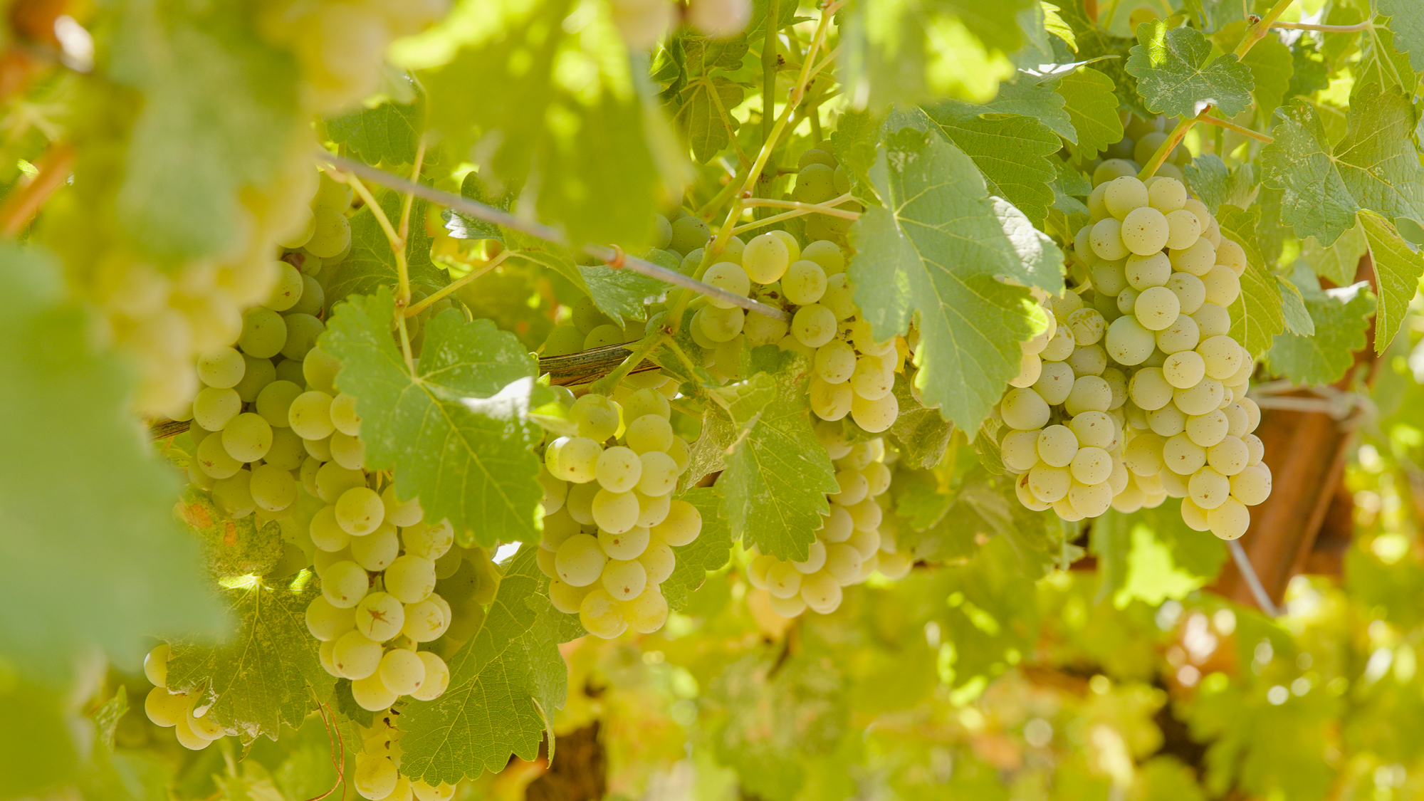 La Ribera Chardonnay Close-up of Clusters