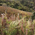 Traditional and organic milpa of Doña Amalia, a member of the coffee cooperative