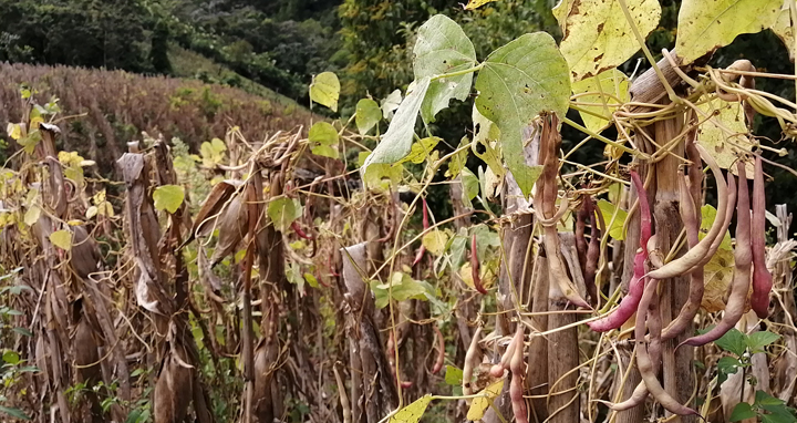 Close up photo of a traditional and organic milpa of Doña Amalia, a member of the coffee cooperative