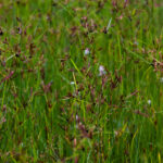 Field of purple nutsedge