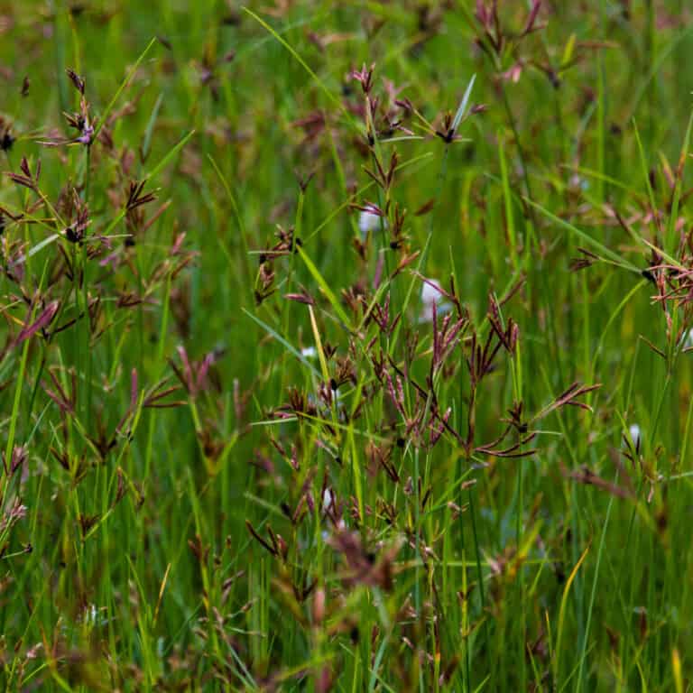 Weed Management for Nutsedge Organic Farming Research Foundation
