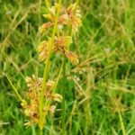 Closeup photo of yellow nutsedge