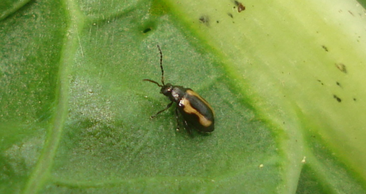 Flea Beetle