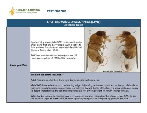 OFRF_Spotted-Wing-Drosophila-Cover