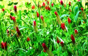 Crimson clover cover crop in bloom.