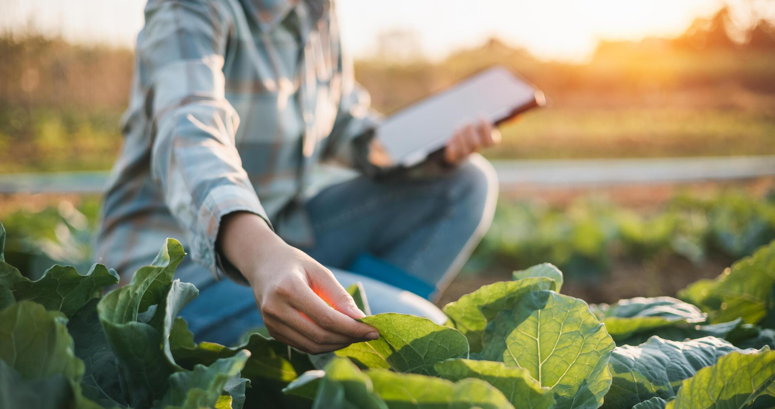 research paper for organic farming