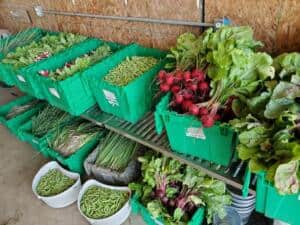 green things farm collective – produce harvested vegetables at Green Things Farm Collective in Ann Arbor, Michigan