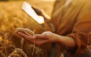 person touching wheat in a field while holding tablet